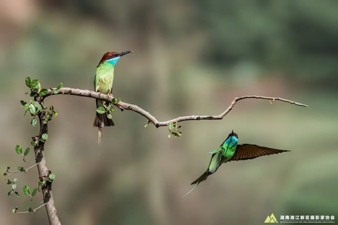 DƬ